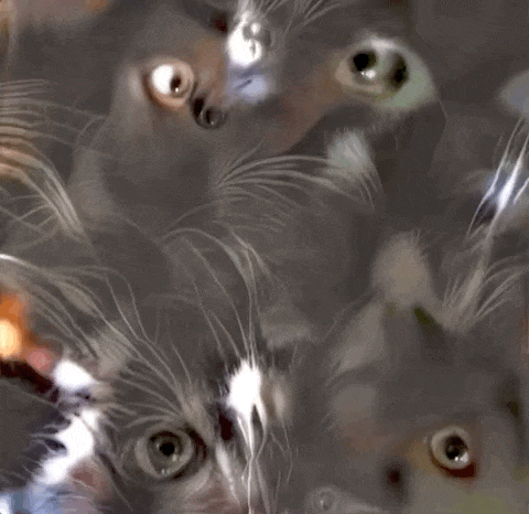 The scariest cat you'll see this Halloween